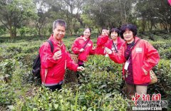 “明前茶贵如金”：广东各地春茶陆续开采