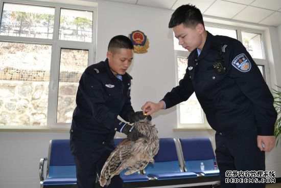 长白山池南：救助国家二级野生保护动物猫头鹰