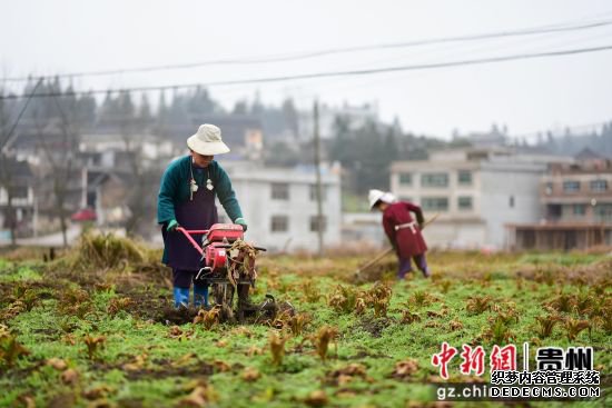 图为黔东南州丹寨县龙泉镇马寨村村民在翻整土地。 杨武魁 摄