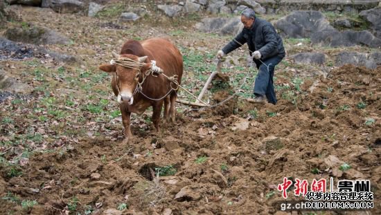 图为遵义市务川县龙潭村村民在翻地。 田东 摄.jpg