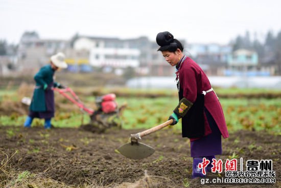 图为黔东南州丹寨县龙泉镇马寨村村民在翻整土地。 杨武魁 摄