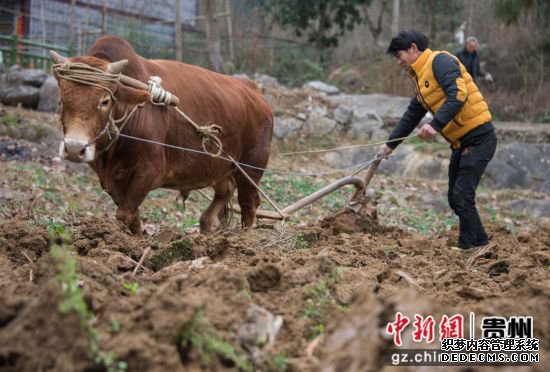 图为遵义市务川县龙潭村村民在翻地。 田东 摄