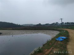 江夏养殖户大量鲈鱼死亡 当地环保部门介入调查