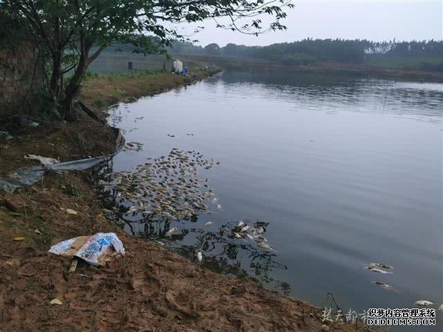 江夏养殖户大量鲈鱼死亡 当地环保部门介入调查