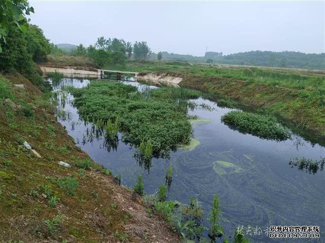 江夏养殖户大量鲈鱼死亡 当地环保部门介入调查