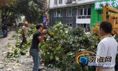 沈月方否认恋情：后一街道路两边十余棵大树大部分树枝修剪完毕