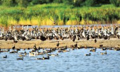 先后完成了湖滨带生态水岸、查干湖生态安全调查与评估、查干湖生态水岸工程、查干湖生态隔离保护带、查干湖沿